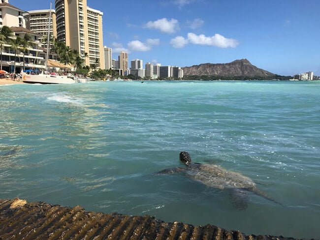 カメとダイヤモンドヘッド